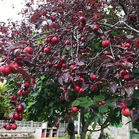 El Ferjo Casa de Férias Colunga